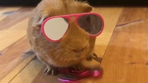 Super cool guinea pig plays with fidget spinner