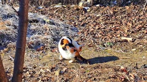 Kind, quiet, sweet street cat.