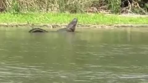 Texas Governor Greg Abbott issued a warning about the presence of alligators in the Rio Grande