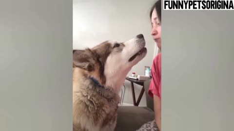 Cute Dog Is Acting Like A An Actor