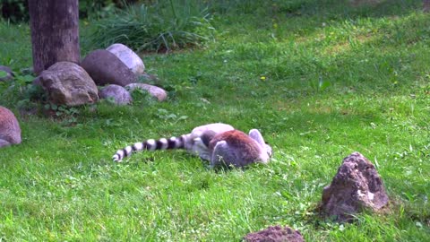 Lemur Ape Madagascar Primates Ring Tailed Lemur