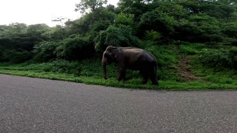 Wild elephant in Sri Lanka