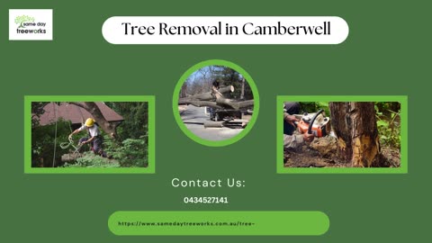 Expert Tree Removal Camberwell: Trust the Professionals at Same Day Tree Works