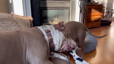 "I am just going to lie on the couch while you try to get the toy", the ultimate couch showdown