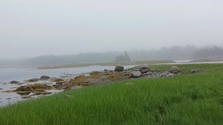 Young seabirds fly around in the salt marsh fog.