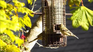 Finches & Flycatcher