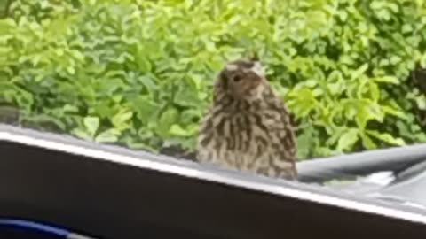 Sad/Adorable Baby Bird