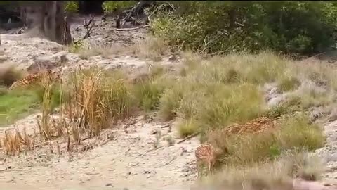 Tiger of Sunderban Attacking to Deer