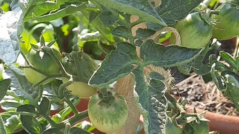 Amazing Tomatoes Plants