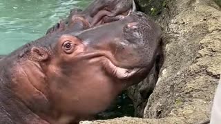 How Hungry Hippos Enjoy P