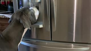 Great Dane Knows How to Use Ice Machine
