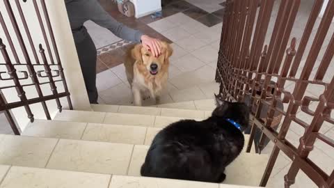 Golden Retriever Meets a Cat For The First Timelovely