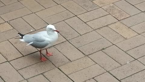 Seagulls love a free feed.