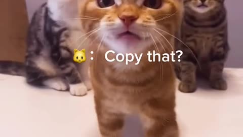 Cute and Funny Cat Videos to Keep You Smiling! 🐱 part 2