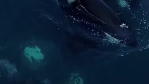 Beautiful orca whales