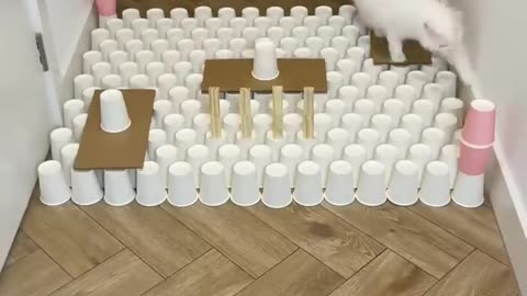 Cat smart game with paper cups