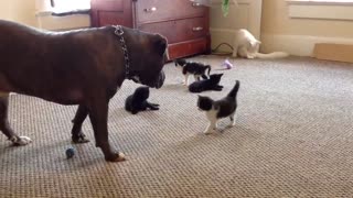 Kitten sees a 100 lb pitbull for the first time, Manny Der APBT