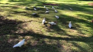 Australian White Cockatoos