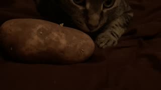 Gary vs Potato