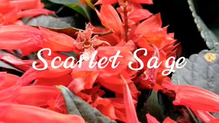 Scarlet sage