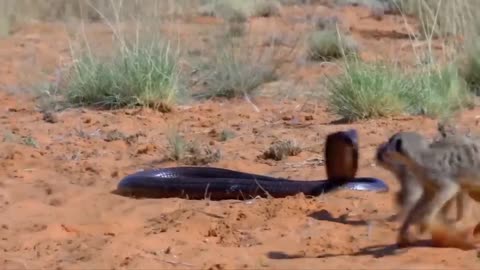 Danger! The Lion King was bitten By a Cobra with Extremely Powerful venom When The Lion Taunts It