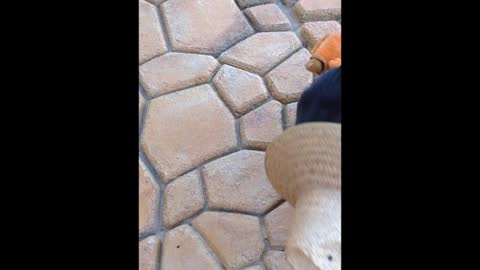 German Shepherd Puppy Dog Playing Toy with Farmer Straw Hat