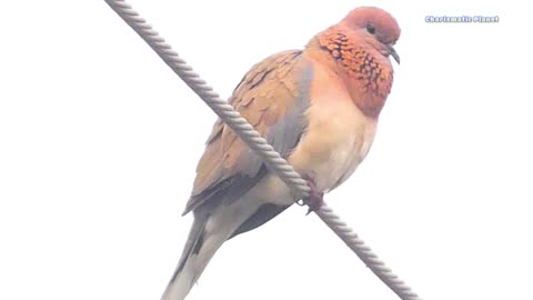 Laughing Dove is Diurnal Bird