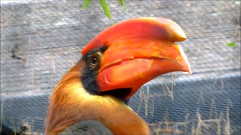 Rufus hornbill is a wonderful bird