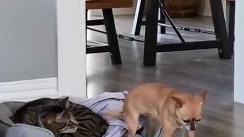 Cat vs dog