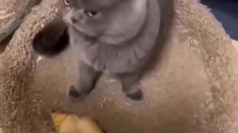 funny and cute cats #shortvideo #shorts