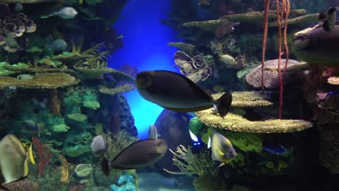 Toronto Aquarium