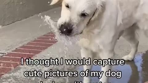 SUPER FUNNY DOG