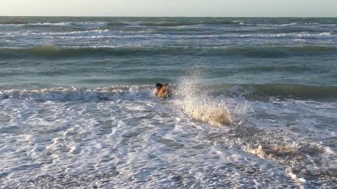 A dog gets into the sea quickly to play