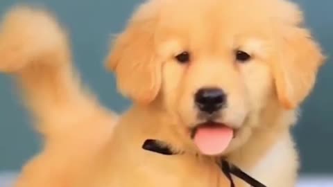 Cute dog videos 😍