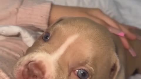 Cute Dog 🙂🐕😍Puppy 😍🥰 Dogs Funny Videos Video 😻 Cutest Dog