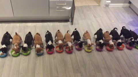 Look At These 14 Cute Basenji Puppies All Enjoying A Meal Together