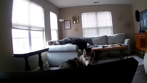 Owner Catches Husky Eating Couch On PawboLife