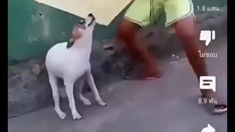 Dog dance, animals dance