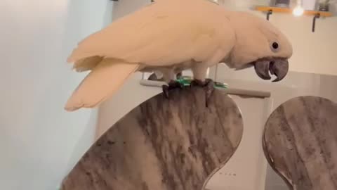 Funny parrot |cockatiel parrot | Funny birds | Funny animals