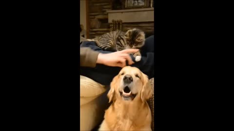 Jealous kitten steals attention from dog