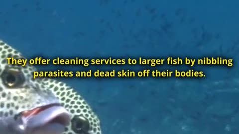 Cleaner Fish: The Doctor Fish Unveiled!
