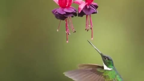 Bird tasting the nectar of flowers #shorts #shortsvideo #viral #video