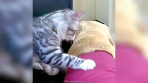 Funny ANIMALS videos-Funniest CATS - DOGS - PETS 2024