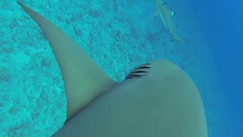 Brave diver swims with massive lemon shark