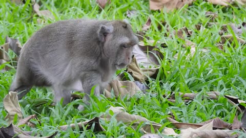 Best funny videos of monkey