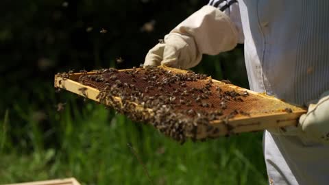 bees in a hive making honey