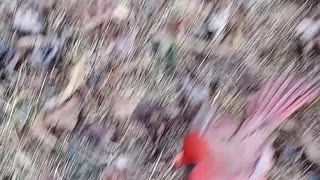 Cardinal