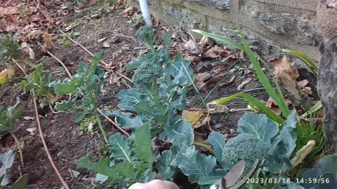 Harvesting Over Wintered Broccoli 2022/2023