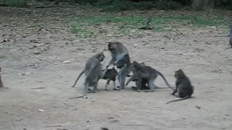 Romantic Monkey And Angry Dog Must Watch Funny Clip