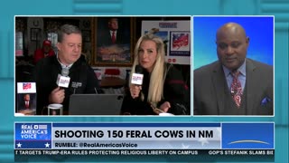 Why is the Federal Government killing feral cattle?